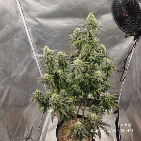 Ethos End Game growlog timeline photo