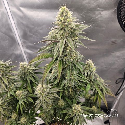 Ethos End Game growlog timeline photo