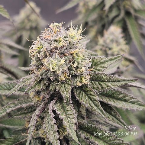 Ethos End Game growlog timeline photo