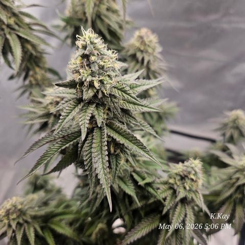 Ethos End Game growlog timeline photo