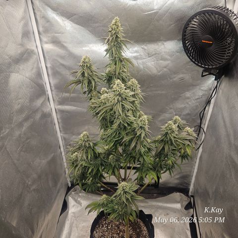 Ethos End Game growlog timeline photo