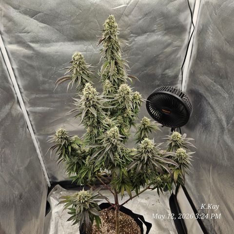 Ethos End Game growlog timeline photo