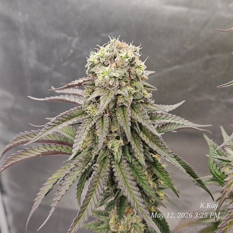 Ethos End Game growlog timeline photo