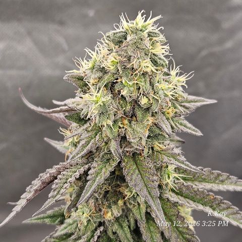Ethos End Game growlog timeline photo
