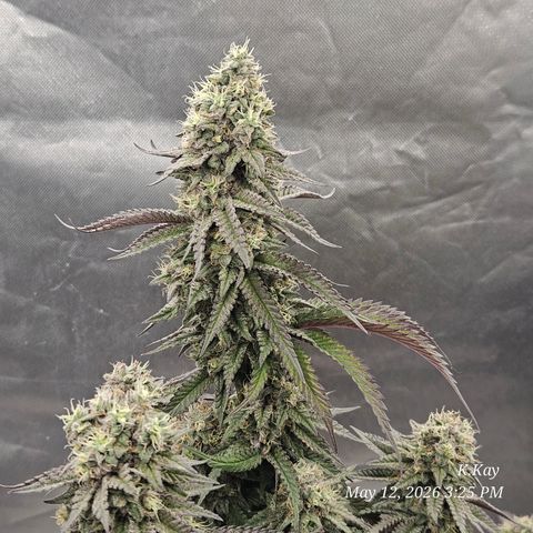 Ethos End Game growlog timeline photo