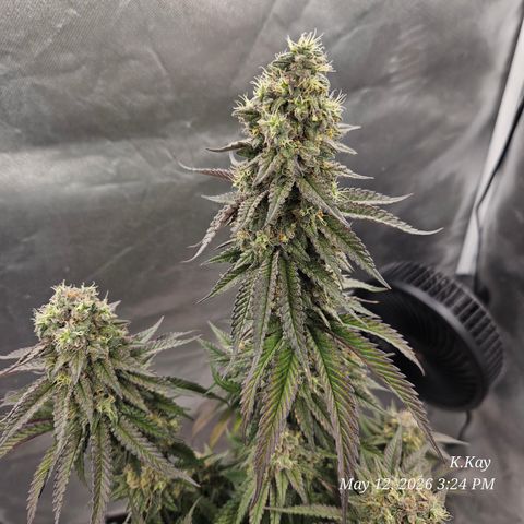Ethos End Game growlog timeline photo