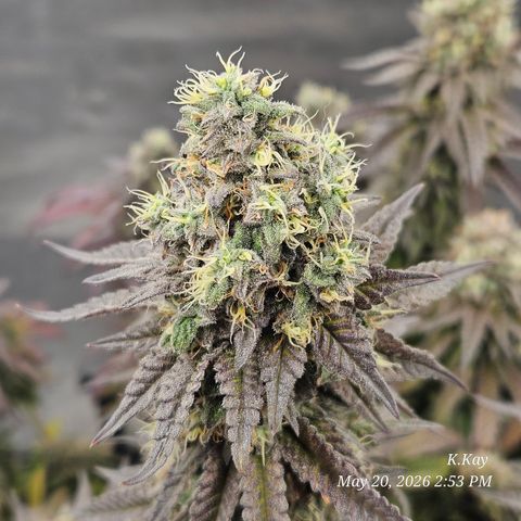 Ethos End Game growlog timeline photo