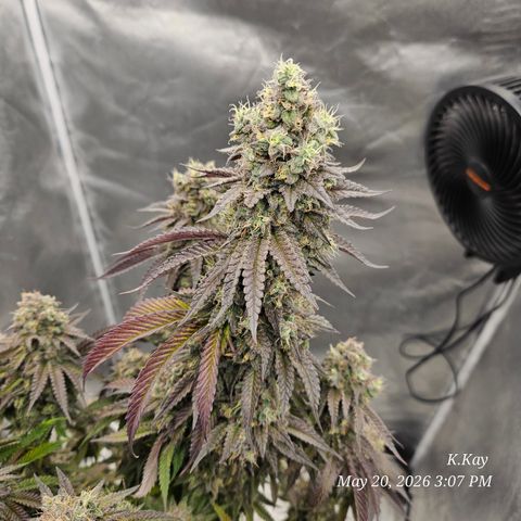 Ethos End Game growlog timeline photo