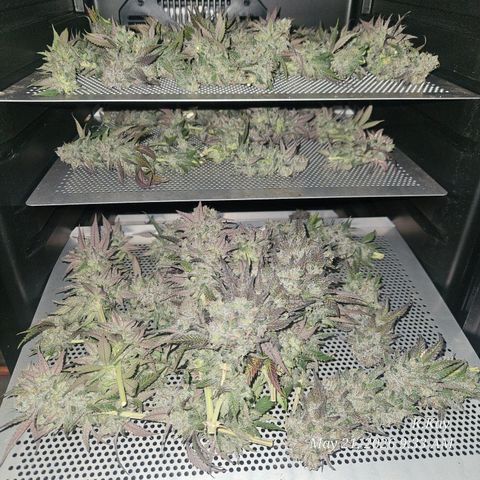 Ethos End Game growlog timeline photo