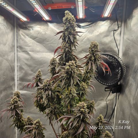Ethos End Game growlog timeline photo