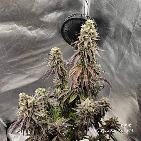 Ethos End Game growlog timeline photo