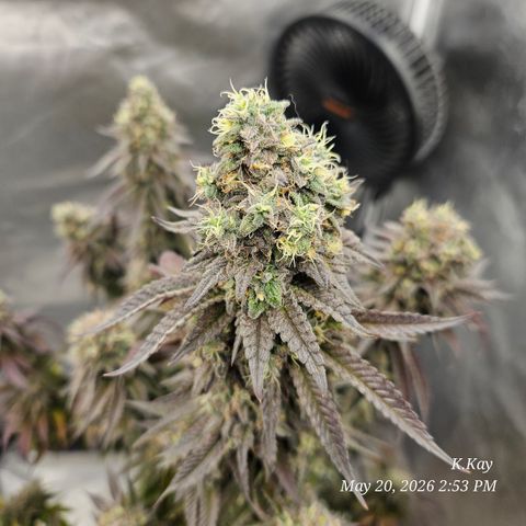 Ethos End Game growlog timeline photo