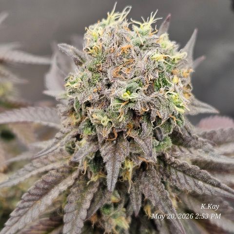 Ethos End Game growlog timeline photo
