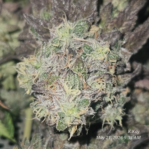 Ethos End Game growlog timeline photo