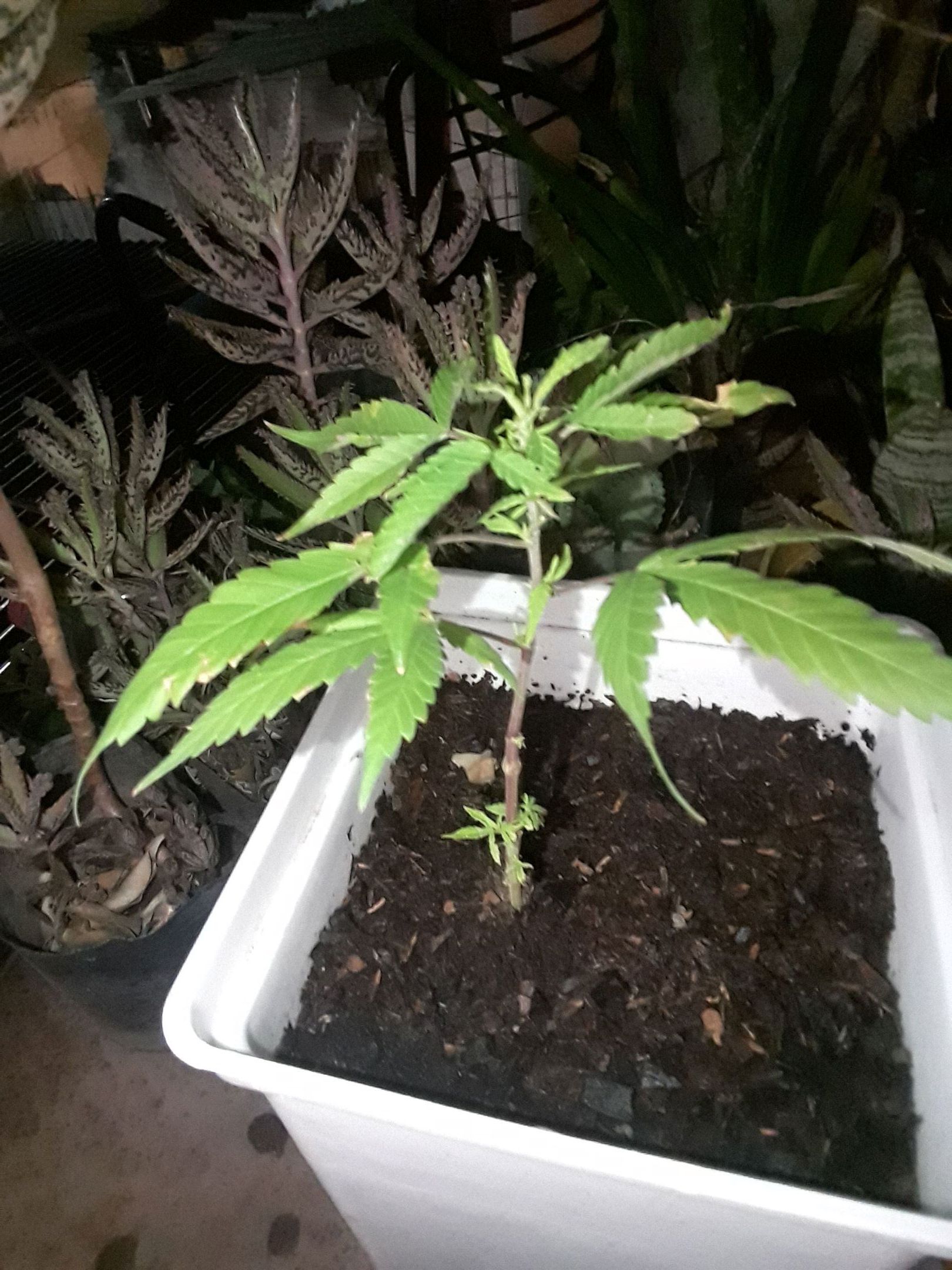 Planta 1 growlog header