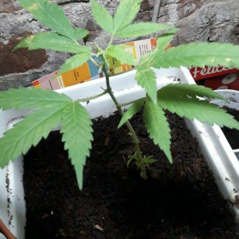 Planta 1 growlog photo