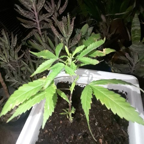 Planta 1 growlog photo