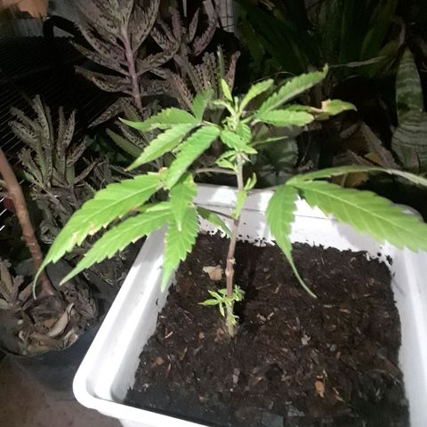 Planta 1 growlog photo