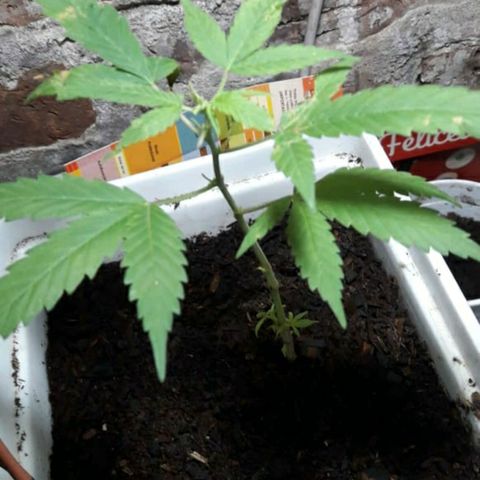 Planta 1 growlog photo