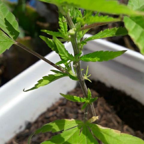 Planta 1 growlog photo: Parece a ver sacado una semilla 🥺