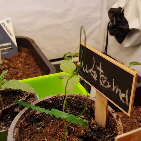 Watermelon growlog timeline photo