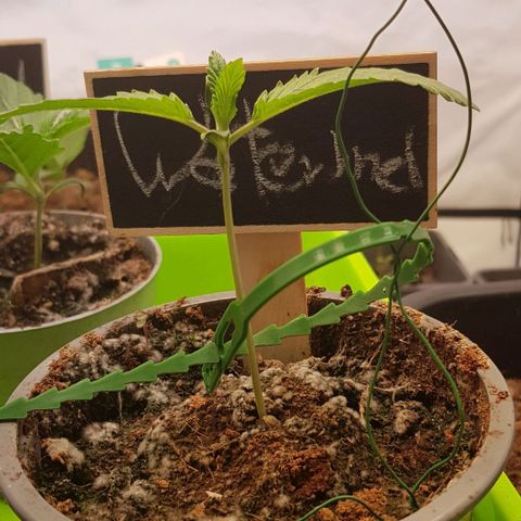 Watermelon growlog timeline photo