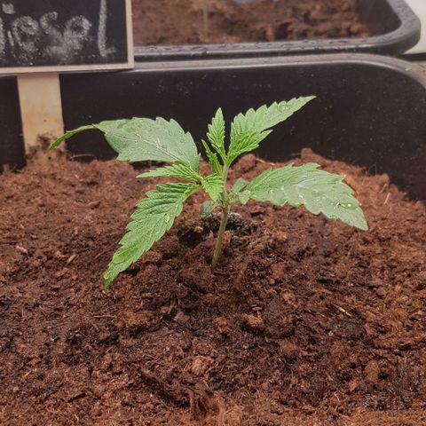 Dynamite Diesel-RQS growlog timeline photo
