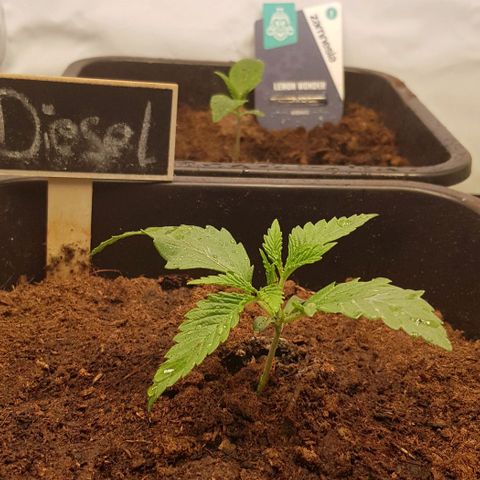 Dynamite Diesel-RQS growlog timeline photo