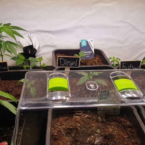 Watermelon growlog timeline photo