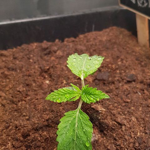 Watermelon growlog timeline photo