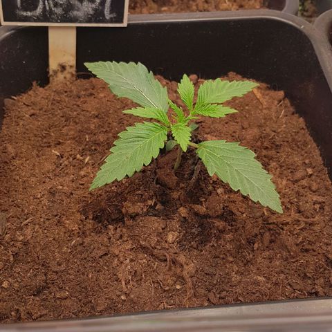 Dynamite Diesel-RQS growlog timeline photo