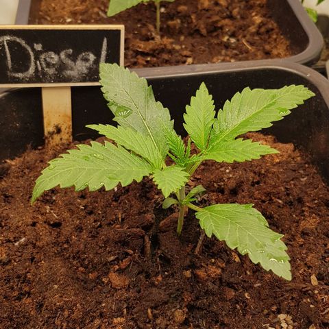 Dynamite Diesel-RQS growlog timeline photo