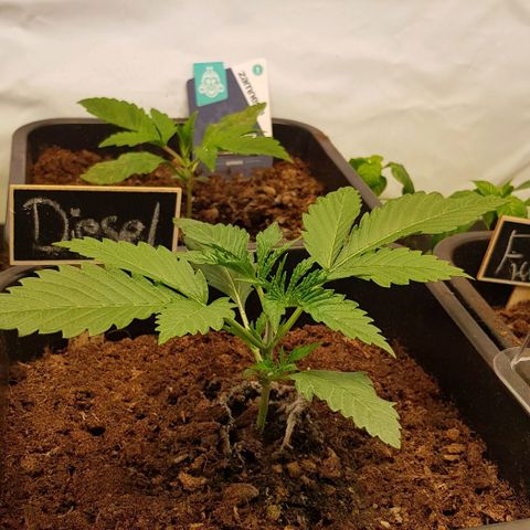Dynamite Diesel-RQS growlog timeline photo