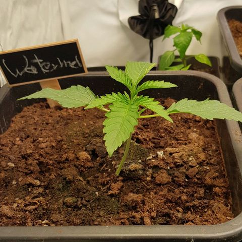 Watermelon growlog timeline photo