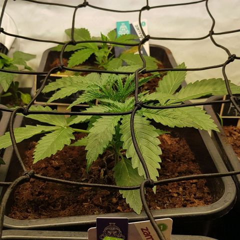 Dynamite Diesel-RQS growlog timeline photo