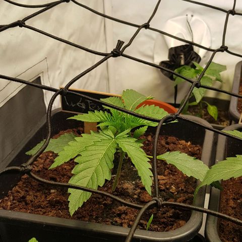 Watermelon growlog timeline photo