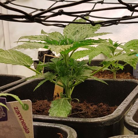 Dynamite Diesel-RQS growlog timeline photo