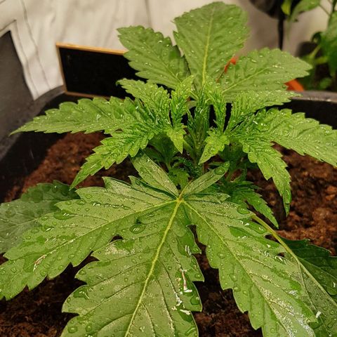 Watermelon growlog timeline photo