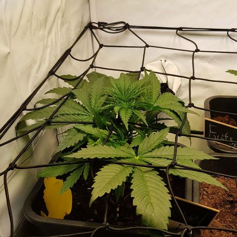 Dynamite Diesel-RQS growlog timeline photo
