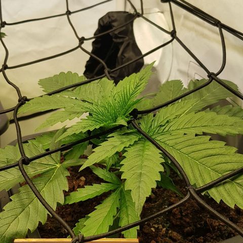 Watermelon growlog timeline photo