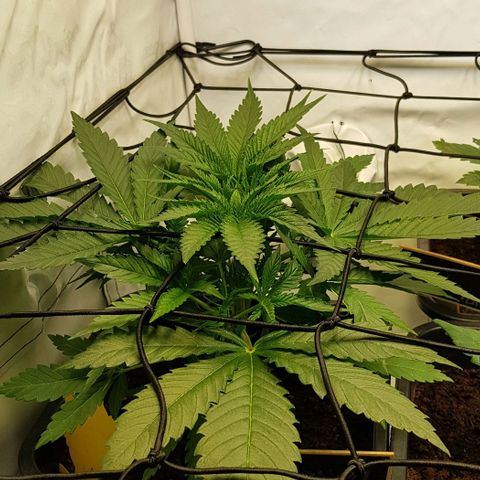 Dynamite Diesel-RQS growlog timeline photo