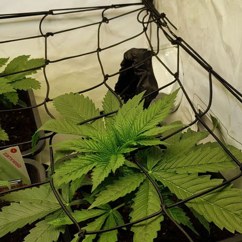 Watermelon growlog timeline photo