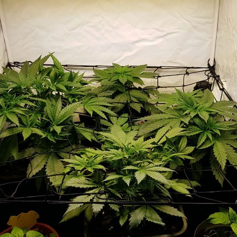 Watermelon growlog timeline photo