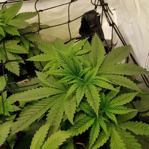 Watermelon growlog timeline photo