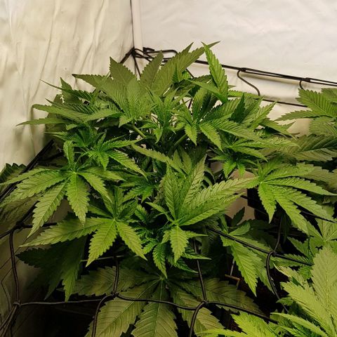 Dynamite Diesel-RQS growlog timeline photo