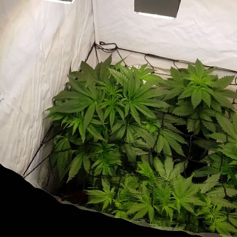 Watermelon growlog timeline photo