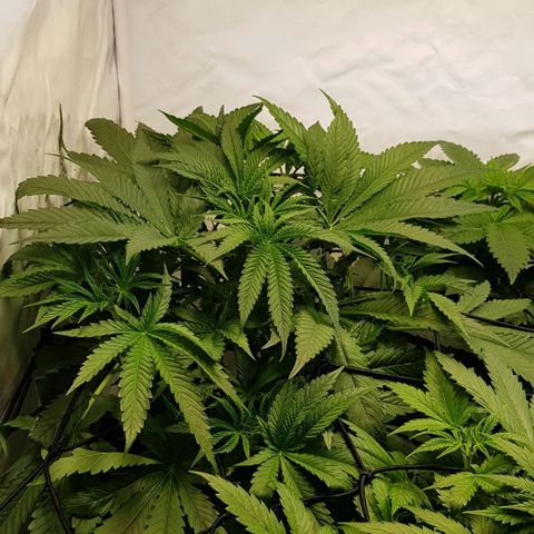 Dynamite Diesel-RQS growlog timeline photo