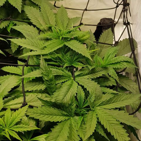 Watermelon growlog timeline photo