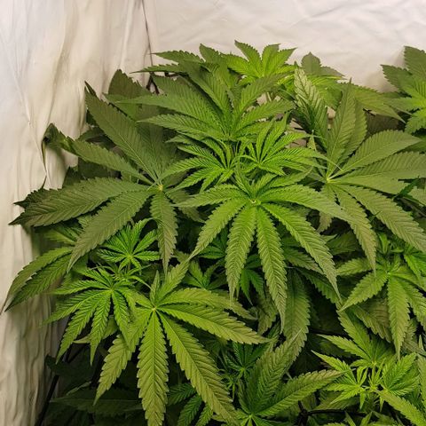 Dynamite Diesel-RQS growlog timeline photo