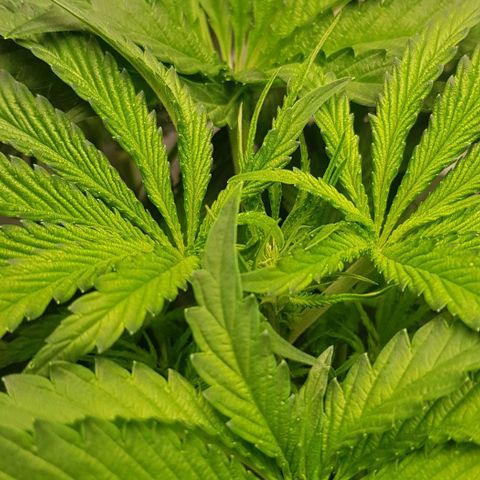 Dynamite Diesel-RQS growlog timeline photo